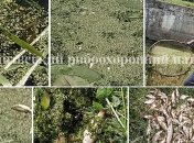 В речке на Черниговщине зафиксировали массовую гибель рыбы