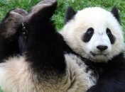 Ученые сделали удивительное открытие о происхождении панд