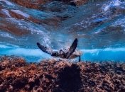 Эффективное решение: установка фонарей на рыболовные сети сократит улов черепах и дельфинов