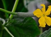 Тимофей Грядочник, Фалалеев день: приметы и обряды 2 июня