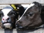 В Украине - 4,7 млн голов крупного рогатого скота