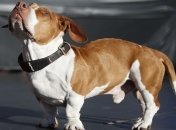 В США прошел конкурс самых уродливых собак мира