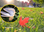 Насекомое массово появилось осенью