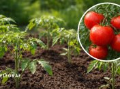 Розсада помідорів