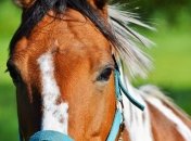 Еремей Распрягальник: приметы и обряды на 13 июня