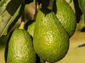 Самый полезный фрукт для профилактики рака (Фото)