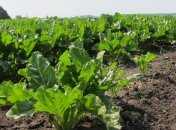 Украина будет осуществлять поставку семян свеклы на рынок ЕС