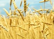 Урожай зерновых может спасти Украину