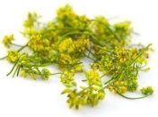 Фенхель в детском питании