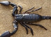 На Земле 400 млн лет назад доминировали гигантские скорпионы