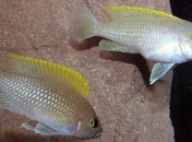 Ученые разобрались в причинах, побуждающих цихлид переходить к каннибализму