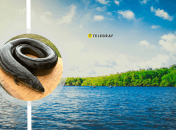 Угри в украинских водоемах появляются все чаще