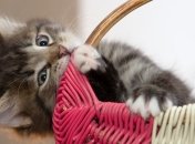 У Дніпрі врятували п'ятьох кошенят і двох цуценят із пожежі