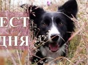 Выберите собаку, чтобы узнать о себе много интересного