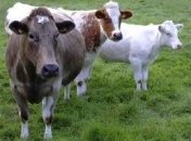 Новая порода коров дает человеческое грудное молоко