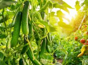 Период плодоношения огурцов можно продолжить (изображение создано с помощью ИИ)