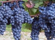 В Дании ученые обнаружили сенсационную находку