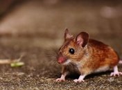 Эксперименты на мышах: Ученые продемонстрировали работу "внутренних часов" в клетках печени и кожи