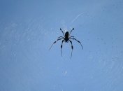 Одежда из паутины: дорого и со вкусом  