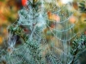 Синоптик рассказала, когда в Украине наступит "бабье лето"