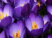 Божественно красивые, но смертельно опасные цветы (Фото)