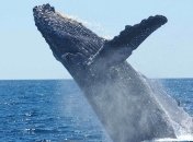 Впервые ученые записали пение японского кита (Видео)