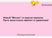 Перша котяча заповідь: якщо тебе погладили по лівій щоці — підстав праву: смішні анекдоти про домашніх тварин
