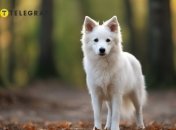 Білий пес — символ успіху і удачі