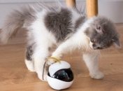 Игрушечка для котиков: китайский стартап Enabot создает роботов для вашего любимца (Фото)