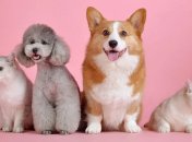 Домашние питомцы