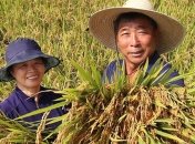 В КНДР аномальная жара привела к усыханию урожая