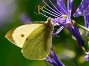 9 августа - праздник, что категорически запрещено делать, главные приметы