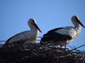 Грицько і Одарка на гнізді