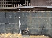 Более 100 заключенных совершили побег из бразильской тюрьмы