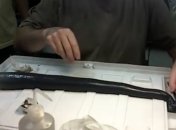 Ученые впервые исследовали червя-гиганта, питающегося сероводородом (Видео) 