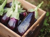 Что приготовить из баклажанов