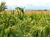 Ученые назвали культуру, благодаря которой люди перешли к земледелию