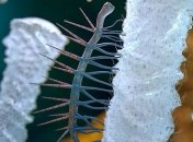 В эволюционной цепочке видов появилось новое странное создание