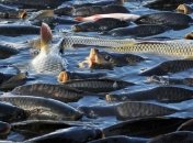 Стартовал проект зарыбления Днепровского водохранилища