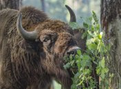 Зубр в лесу