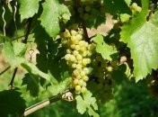 Як збільшити врожайність винограду