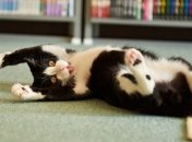 Какие болезни могут вылечить животные?  