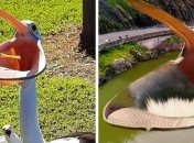 Он был готов проглотить весь мир: забавный пеликан стал героем фотожаб