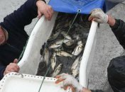 Произошло масштабное зарыбление Киевского водохранилища