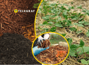 Благодаря этому секрету можно повысить урожайность огорода