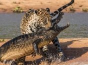 Размер мозга хищников влияет на их интеллект  