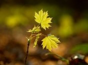 Растения могут воспринимать звуки