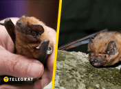 Вечерница гигантская