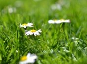 Яке свято 18 травня: народні прикмети і заборони