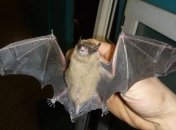 В дома киевлян стали все чаще залетать летучие мыши